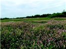 Shallow marsh containing annual smartweeds <i>Polygonum spp.</i>